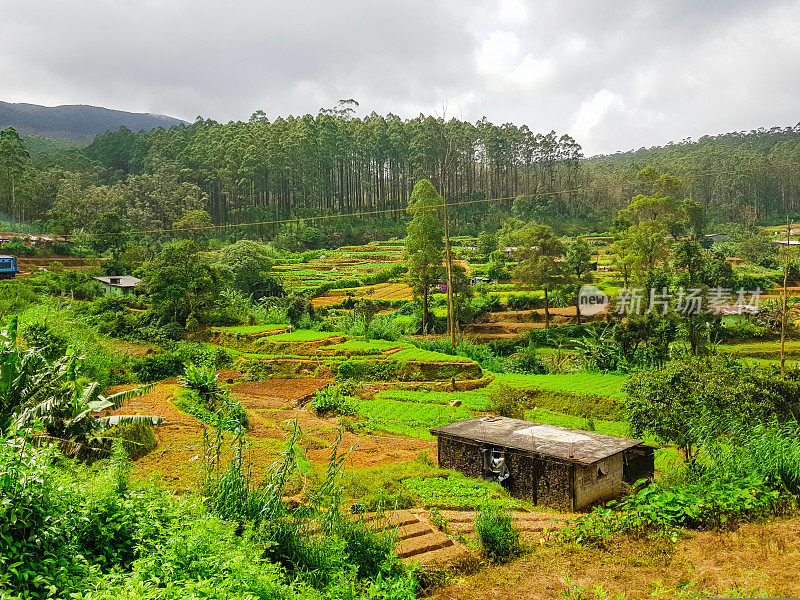 在斯里兰卡的火车旅行通过茶叶种植园Ella, Nuwara Eliya和Kandy